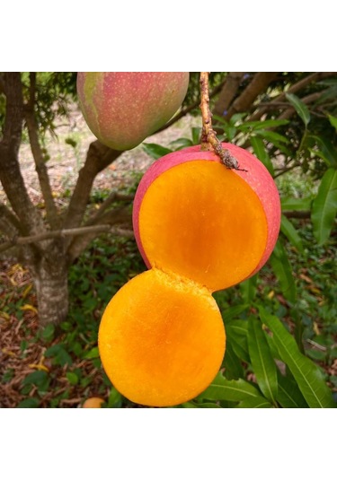 Aşılı Valencia Pride Mango Fidanı - 2 Yaş - 1 Kg Üzeri Dev Meyveli Nadir Gurme Çeşit Sınırlı Stok