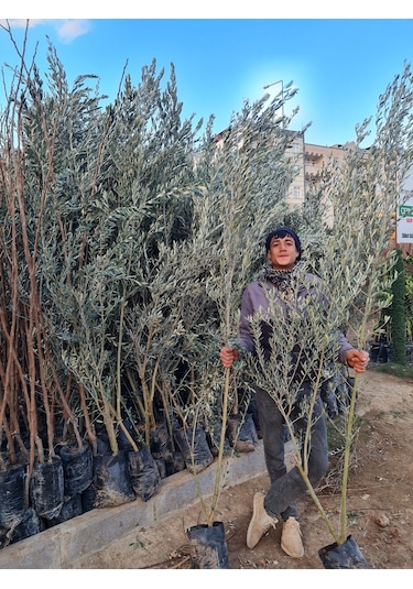 Gemlik Trilye Zeytin Fidanı 5 Yaş 1,5 Metre Boy