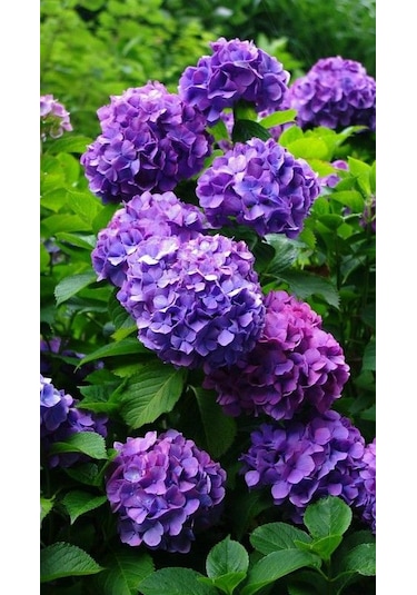 4 Adet Renk Değiştiren Gösterişli Ortanca Çiçeği Fidanı