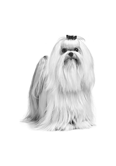 Royal Canin Maltese Terrier Yetişkin Köpek Maması 1500 G