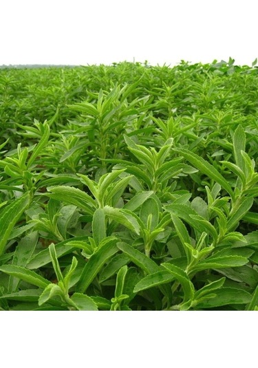 Stevia Tohumu Şeker Otu Tohumu 1000 Adet Tohum