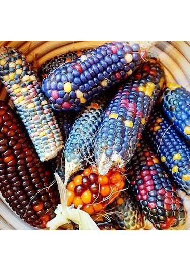 Renkli Mısır Tohumu 100 Adet