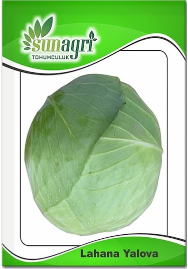 Yalova Lahana Tohumu