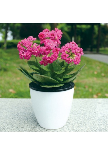 Tembel Saksılar Otomatik Su Emici Hidroponik Saksı Bitkileri Dairesel Reçine Plastik Saksılar Çift Katmanlı Tasarım Kendi Kendini Sulama Ekici, Çap: 11cm, Yükseklik: 10.3cm Beyaz