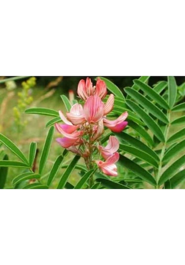 Korunga Tohumu Arı Otu Tohumu 5 Kg