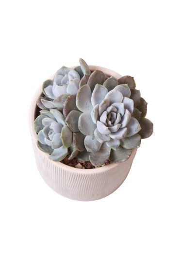 Echeveria Snow Bunny - Sukulent Haangarden