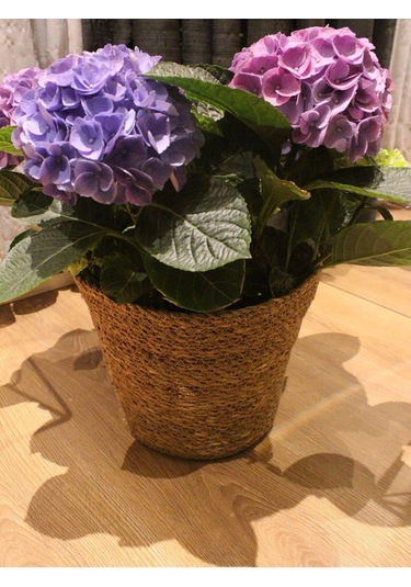 İç Korumalı Geniş Ağızlı Hasır Saksılık & Düzenleyici Geniş Boy