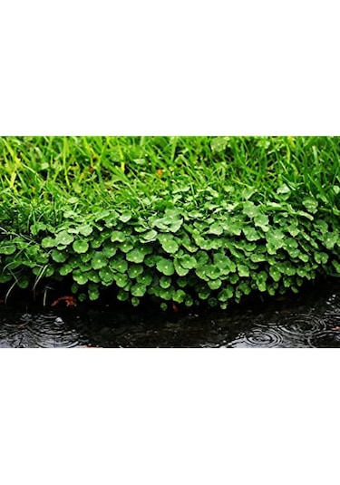 Canlipetshop Dichondra Repens 1 Saksı 30-40 Kök