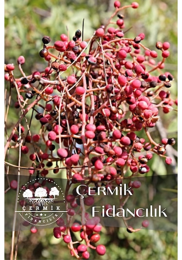 Menengiç Çitlembik Ağacı Fidanı 2 Yaş