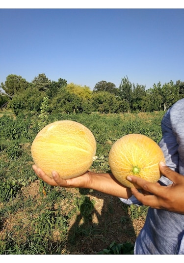 Ata Tohumu Yerli Kavun Tohumu Ananas 100 Adet Tohum