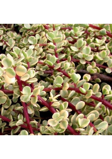 Portulacaria Afra Variegata - 20 Adet Sukulent - Teraryum Bi