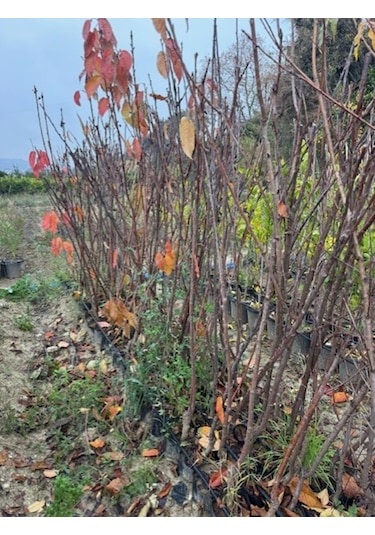 Tüplü 4 Yaş Regina Kiraz Fidanı Boy 150-180 Cm