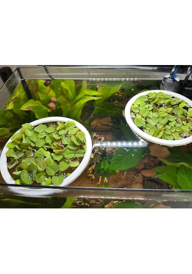 Pureysma Akvaryum Yüzen Bitki Ve Yem Halkası 3 Adet Balıklar İçin Yüzey