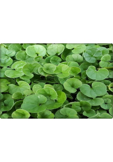 Fare Kulağı TohumuDichondra Repens500 GR