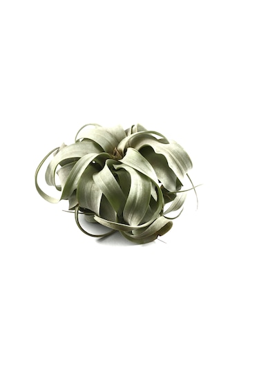 Tillandsia Xerographica (Hava Bitkisi)