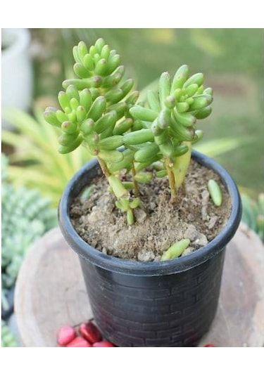 Sedum Rubrotınctum 180 Adet - Teraryum İçin Sukulent Yer Örtücü B