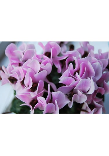 Lila Sıklamen Soganı 2 Adet - ADAFDN0169