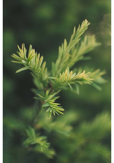 Intense Natural Çam Terebentin Uçucu Yağı Doğal Pine Turpentine Essential Oil 50 ML