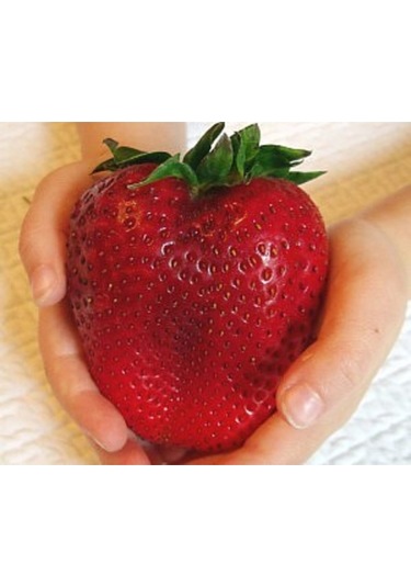 Dev Çilek Tohumu Tropikal Meyve Tohumları 10 Adet Tohum