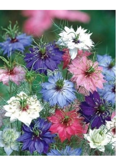 Çörek Otu Çiçeği Tohumu 30 Adet