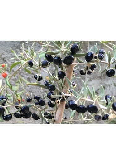 3 Adet Siyah Renkli Goji Berry Fidanı