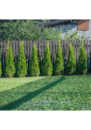 Yeşil Mazı Çit Bitkisi 80-100 Cm 4-5 Yaş Thuja Orientalis