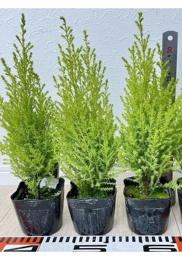 Kokulu Limon Çamı Fidanı 40 Adet Tüplü 15-25cm Hesperocyparis Macrocarpa