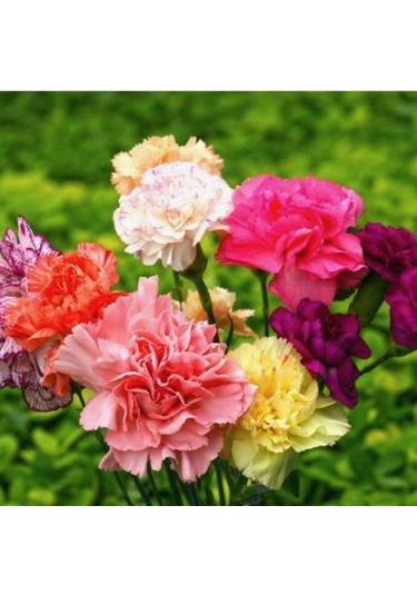 Karanfil Çiçeği Karışık Renk Tohumu 25 Tohum