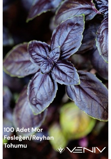 100 Adet Mor Fesleğen/reyhan 2 Paket 200 Adet
