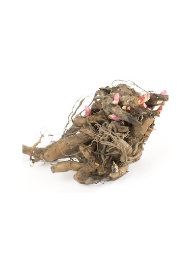 Peonies Festiva Maxima Pink Şakayık Çiçeği Yumrusu 1 Adet