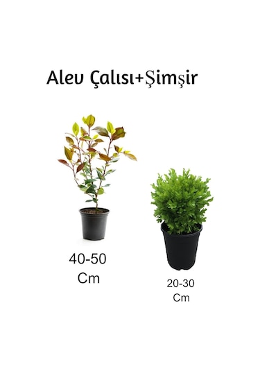 Alev Çalısı+ Şimşir 2'li Set Dış Mekan Bitkisi