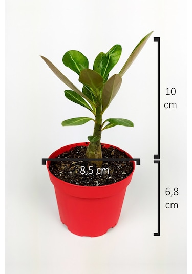 Çöl Gülü Adenium Obesum 8.5 Cm Kırmızı Saksıda Caudex Bonsai