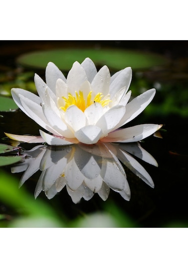 4 Adet Karışık Renklerde Lotus Nilüfer Çiçeği Tohumu