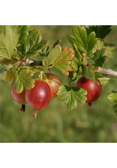 Kırmızı Bektaşi Üzümü & American Red Goosberry Fruit Tohumu Tropikal Meyve Tohumları 5 Adet Tohum