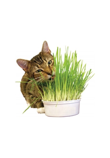 Ithal Kedi Çimi Tohumu 30 Gram Tohum Çim Tohumu