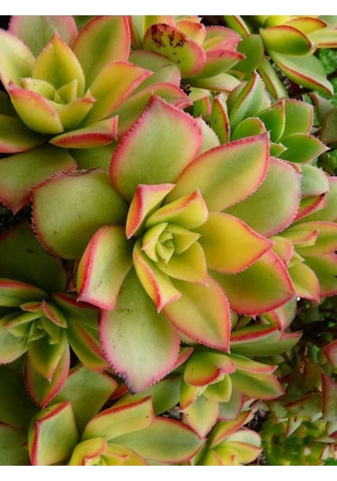 Aeonium Kiwi - 50 Adet Sukulent - Teraryum Bitkisi