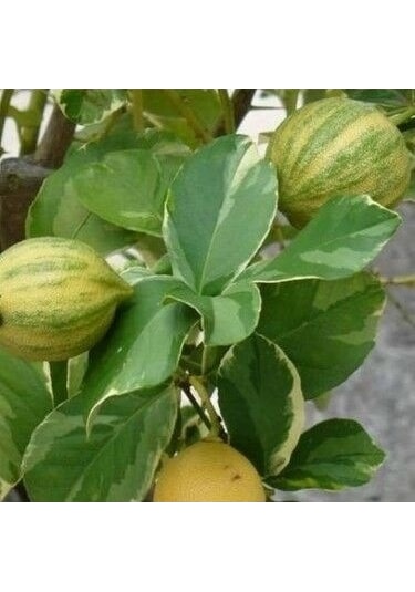 3 Yaş Alaca Limon Fidanı