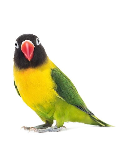 Nfs Agro Lüks Premium Sultan Ve Cennet Papağan Yemi 1 KG