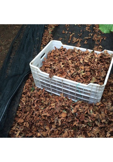 2x20 Metre Fındık Sergisi Fındık Toplama Filesi Fındık Kurutma Örtüsü 40'lık Gölgelik Fındık Altı File Hasat Taban Örtüsü