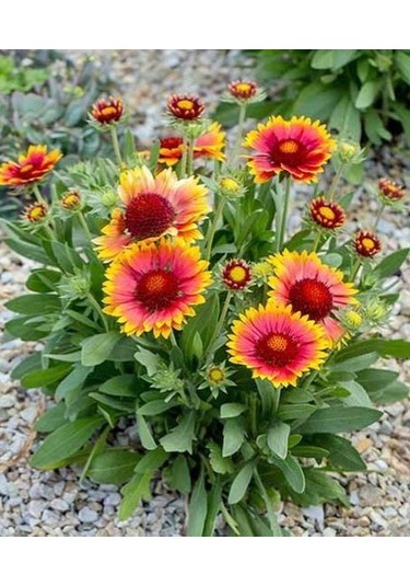 Ayyıldız Çiçeği Tohumu 50 Tohum