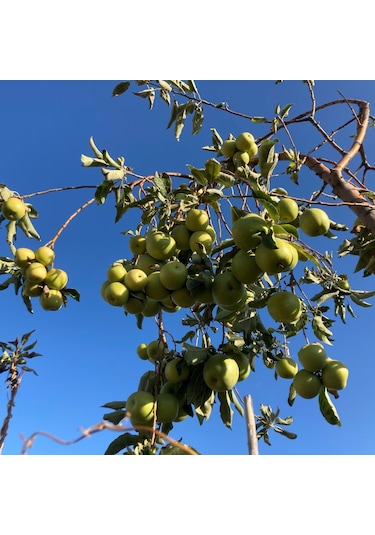 Tüplü Aşılı Altın Çekirdek Elma Fidanı 2 Yaş Boy 90-110  Cm