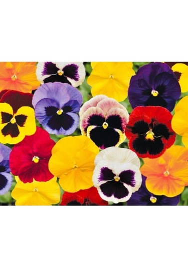 10-15 Adet Karışık Menekşe Çiçeği Tohumu