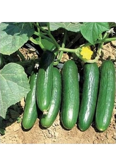 Yerli Oturak Salatalık Tohumu 5 GR Ort 150 Ad Tohum N112076