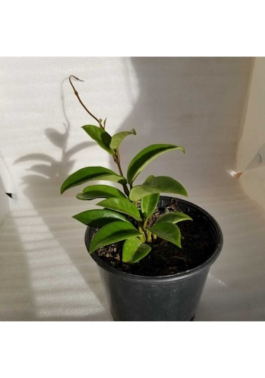 Mum Çiçeği Fidesi Köklenmiş Hoya Pembe Saksılı 10--15cm