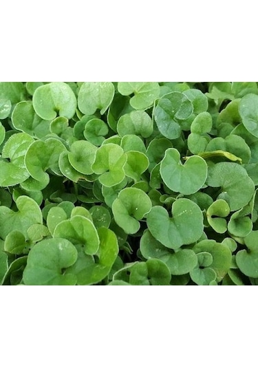 250 GR Fare Kulağı Çim Tohumu Dichondra Repens Kundura Çimi