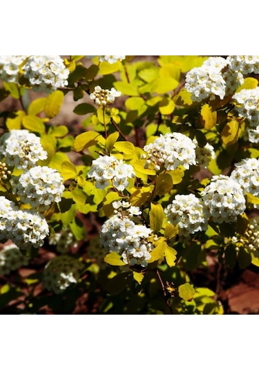 Keçi Sakalı Fidanı 60-80 Cm Boy Gösterişli Çiçekli Bahçe Bitkisi