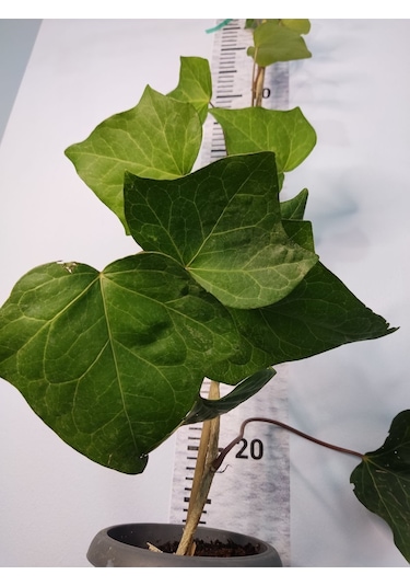 Duvar Sarmaşığı Hedera Helix 80-100 Cm
