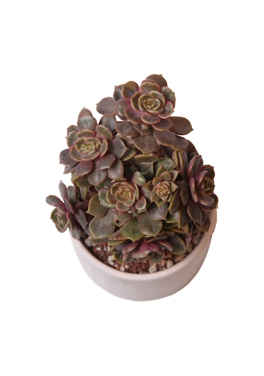 Echeveria Da Hong Pao - Sukulent Haangarden