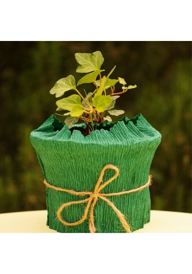 EGET Duvar sarmaşığı (Hedera helix)