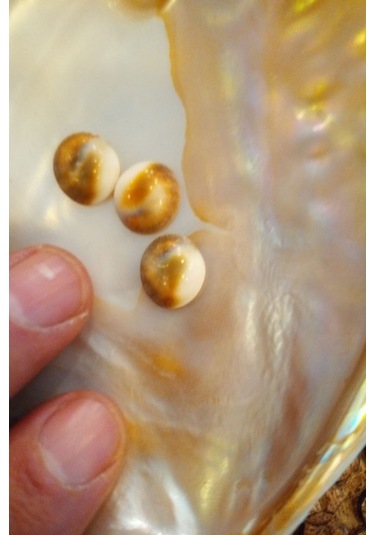 Yılancık Taşı Sifa Tası Canlı Yavru Dişi Ve Erkek Karışık 3 Adet 001